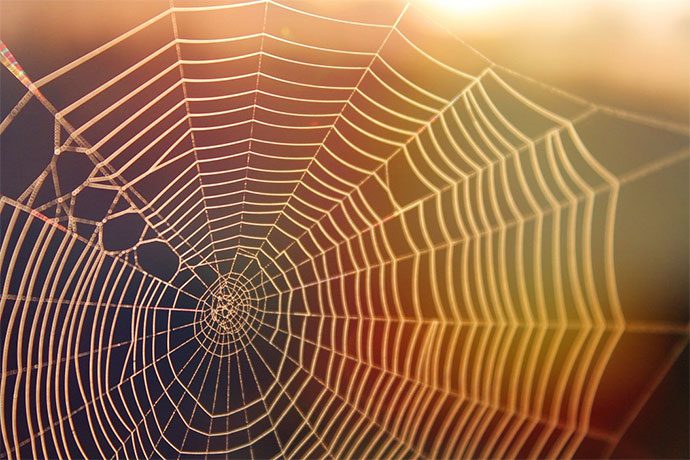 spider-web-in-the-morning-with-the-sun-shining-on-it